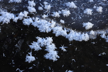 フロストフラワー　厳冬　寒い朝　結晶　氷