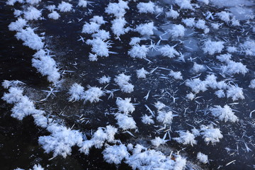 フロストフラワー　厳冬　寒い朝　結晶　氷
