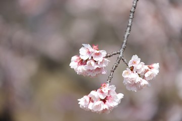 桜　サクラ　　さくら