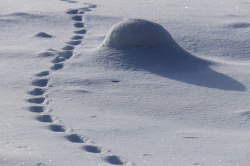 足跡　足あと　雪景色　雪　ゆき　野生動物