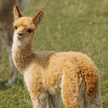 A beautiful red headed baby alpaca enjoying a lovely late summer day.