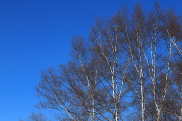 しらかば　シラカバ　白樺　青空
