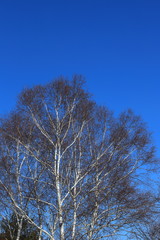 シラカバ　白樺　青空