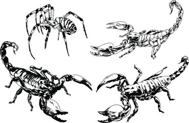 Fototapeta na wymiar vector drawings sketches different insects bugs Scorpions spiders drawn in ink by hand , objects with no background