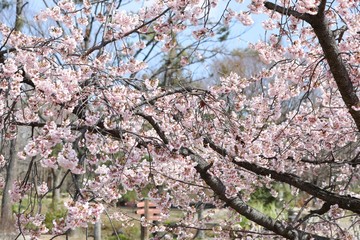 桜　サクラ　　さくら