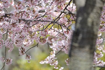 桜　サクラ　　さくら