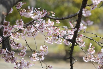 桜　サクラ　　さくら