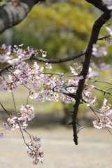 桜　サクラ　　さくら