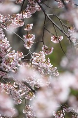 桜　サクラ　　さくら