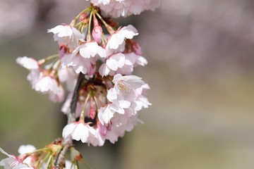 桜　サクラ　　さくら