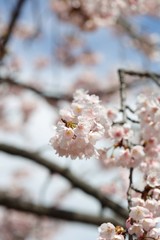 桜　サクラ　　さくら