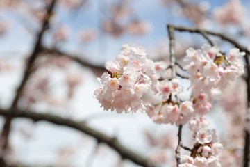 桜　サクラ　　さくら