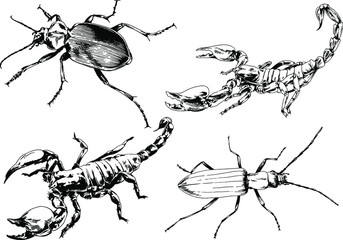 vector drawings sketches different insects bugs Scorpions spiders drawn in ink by hand , objects with no background