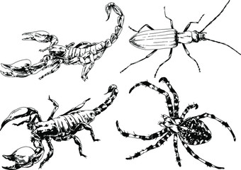 vector drawings sketches different insects bugs Scorpions spiders drawn in ink by hand , objects with no background