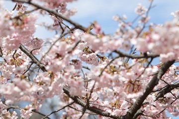 桜　サクラ　　さくら