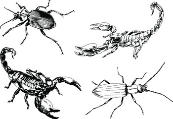 vector drawings sketches different insects bugs Scorpions spiders drawn in ink by hand , objects with no background