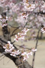 桜　サクラ　　さくら
