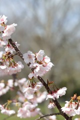 桜　サクラ　　さくら