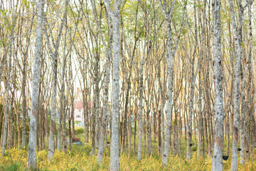 Rubber plantations with golden grass.