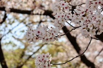 桜　サクラ　　さくら
