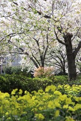Fototapeta premium 桜 サクラ さくら