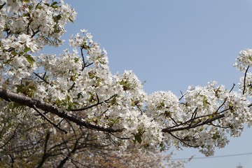 桜　サクラ　　さくら