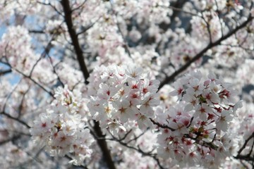 桜　サクラ　　さくら