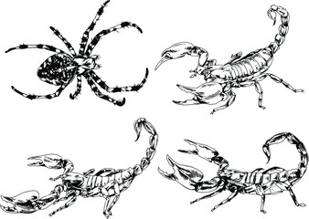 vector drawings sketches different insects bugs Scorpions spiders drawn in ink by hand , objects with no background