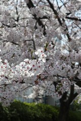 桜　サクラ　　さくら