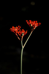 Jatropha podagrica against a black background.Jatropha podagrica is a succulent plant in the family Euphorbiaceae.