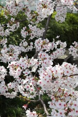 桜　サクラ　　さくら