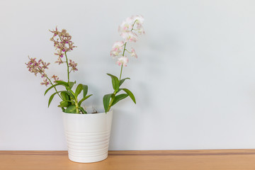 Orchid flowers in a white pot on a wooden table and in a white background. Copy space background