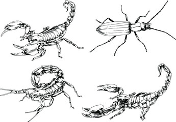 vector drawings sketches different insects bugs Scorpions spiders drawn in ink by hand , objects with no background