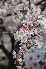 桜　サクラ　　さくら