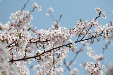 桜　サクラ　　さくら
