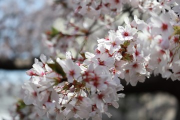 桜　サクラ　　さくら