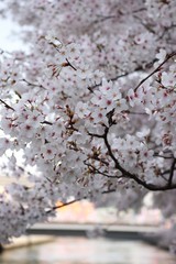 桜　サクラ　　さくら