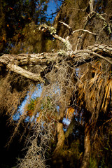 spanish moss hanging on a tree branch
