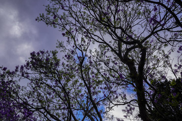 Beautiful aerial view of the cherry blossom trees in San Jose Costa Rica, with the streets empty due to the corona virus