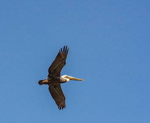 Fototapeta na wymiar Brown Pelican flying above coastal waterways in Georgia.
