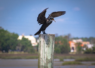 Fototapeta premium Cormorant flapping wings on post in coastal Georgia.