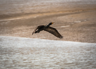 Cormorant flying across coastal wetlands in Georgia.