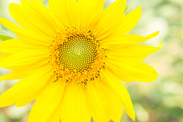 Closeup fresh sunflower over blurred background, nature textured background, summer outdoor day light