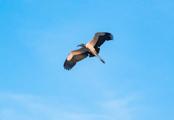 Wood Stork flying above on Jekyll Island in coastal island.