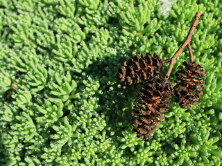 Image of small brown cones against the background of green vegetation.
