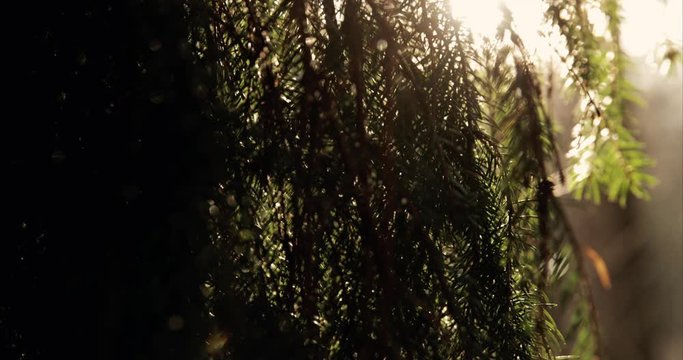 Sunrays coming through the fir tree branches.