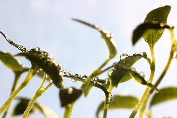 young pepper seedlings close up in water drops reflecting the sun's rays