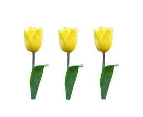 Yellow tulip flower with green leaf stem isolated on white background , clipping path