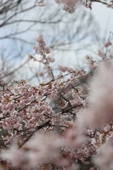 桜　サクラ　さくら