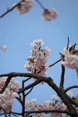 桜　サクラ　さくら